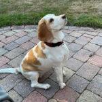 Golden-Daylight-Beagle P-Wurf neues Zuhause Westoverledingen 02