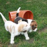 Golden Daylight Beagle Q-Wurf 5. Woche 04