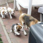 Golden Daylight Beagle Q-Wurf 5. Woche 20