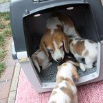 Golden Daylight Beagle Q-Wurf 5. Woche 21