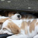 Golden Daylight Beagle Q-Wurf 5. Woche 26