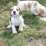 Golden Daylight Beagle Q-Wurf 6. Woche 10