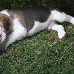 Golden Daylight Beagle Q-Wurf 6. Woche 24