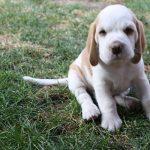Golden Daylight Beagle Q-Wurf 6. Woche 29