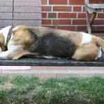 Golden Daylight Beagle Q-Wurf 6. Woche 31