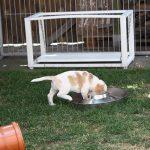 Golden Daylight Beagle Q-Wurf 7. Woche 04