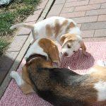 Golden Daylight Beagle Q-Wurf 7. Woche 07