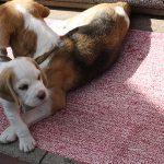 Golden Daylight Beagle Q-Wurf 7. Woche 10