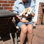 Golden Daylight Beagle Q-Wurf 7. Woche 14