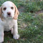Golden Daylight Beagle Q-Wurf 7. Woche 18