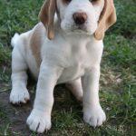 Golden Daylight Beagle Q-Wurf 7. Woche 19