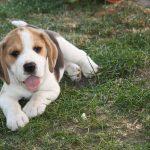 Golden Daylight Beagle Q-Wurf 7. Woche 22