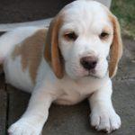 Golden Daylight Beagle Q-Wurf 7. Woche 23