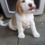 Golden Daylight Beagle Q-Wurf 7. Woche 24