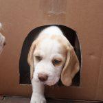 Golden-Daylight-Beagle Q-Wurf 8. Woche 17