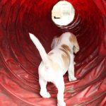 Golden-Daylight-Beagle Q-Wurf 8. Woche 19