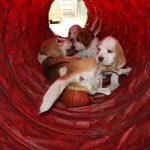 Golden-Daylight-Beagle Q-Wurf 8. Woche 22