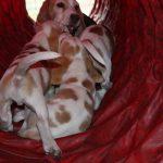 Golden-Daylight-Beagle Q-Wurf 8. Woche 24