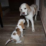 Golden-Daylight-Beagle Q-Wurf 8. Woche 29