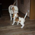 Golden-Daylight-Beagle Q-Wurf 8. Woche 31