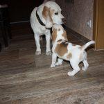 Golden-Daylight-Beagle Q-Wurf 8. Woche 32