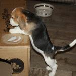 S-Wurf Beagle Welpen